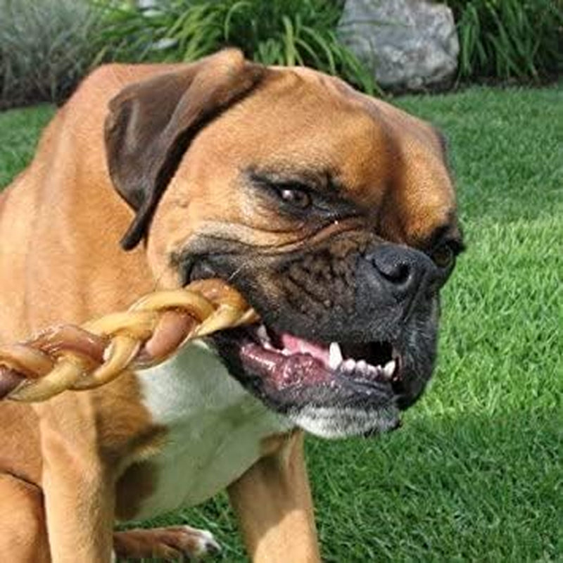 Natural 12" Braided Bully Sticks for Dogs – Tough, Long-Lasting, Rawhide-Free, Low-Odor, Single Ingredient Chew Treat for Aggressive Chewers – 5 Count – Packaging May Vary